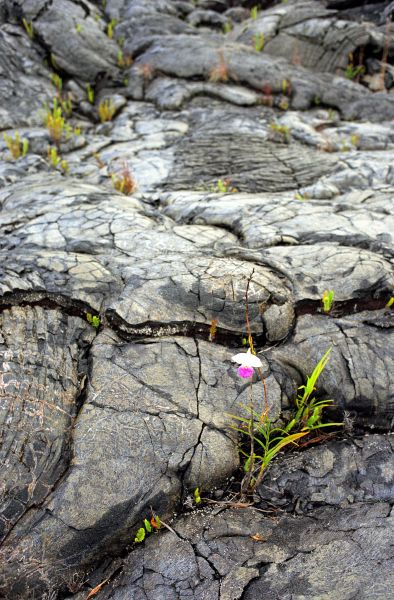 Flower and Pahoehoe